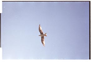Gull against cloudless sky