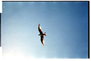 Gull against cloudless sky, faulty BW point setting